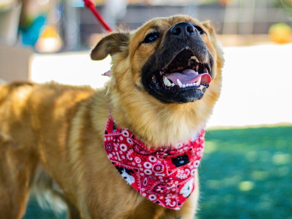 madeline-bowen-fMYmZseTbGw-unsplash